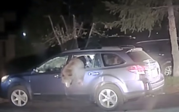 Пришлось вызывать полицию. В США медведь залез в автомобиль и застрял