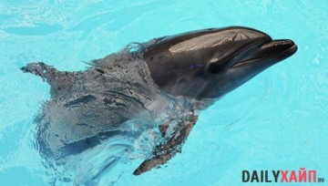 У берегов США полторы тысячи дельфинов плыли вокруг двух китов