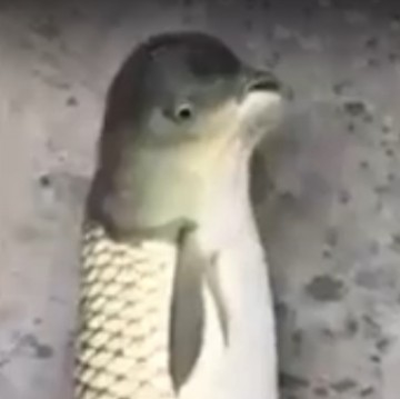 В Китае выловили странную рыбу с головой голубя