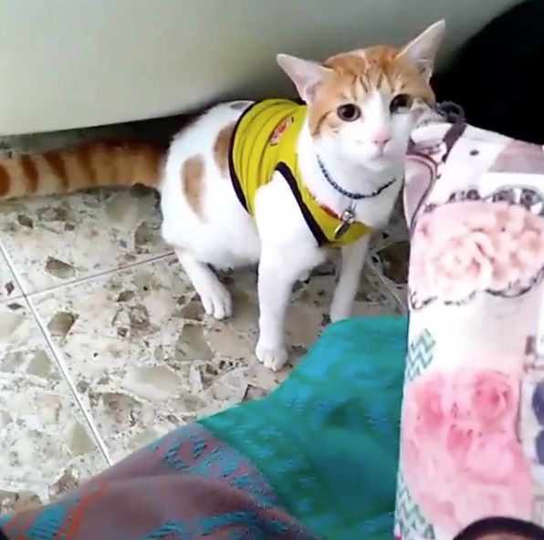 Хвостатый фанат кричит "Гол"