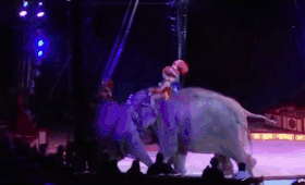 Слониха упала на зрителей во время циркового представления (видео)