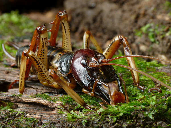 В Новой Зеландии спасают самое большое насекомое в мире