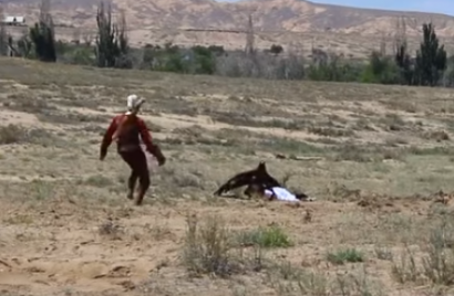 Момент нападения беркута на восьмилетнюю девочку попал на видео