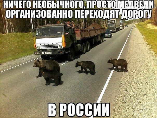 Медведи отдыхают