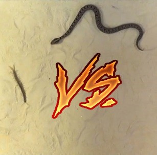 Ядовитая змея против ядовитой сколопендры: видео