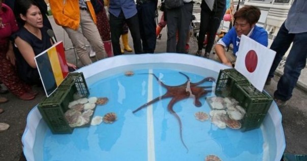 Прогнозы - дело не благодарное: в Японии съели осьминога, который предсказывал исходы матчей сборной на ЧМ