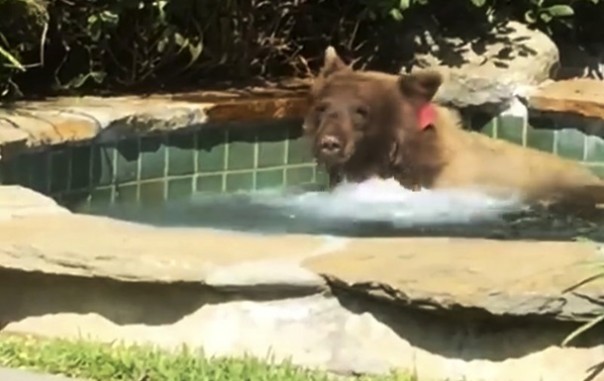 Джакузи с гидромассажем, маргарита - медведи тоже умеют отдыхать красиво