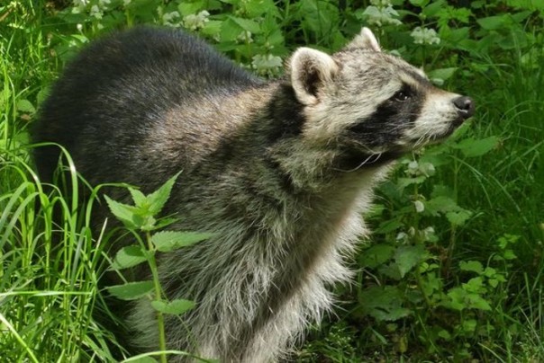 Мама-енот спасает своих детенышей от рыси
