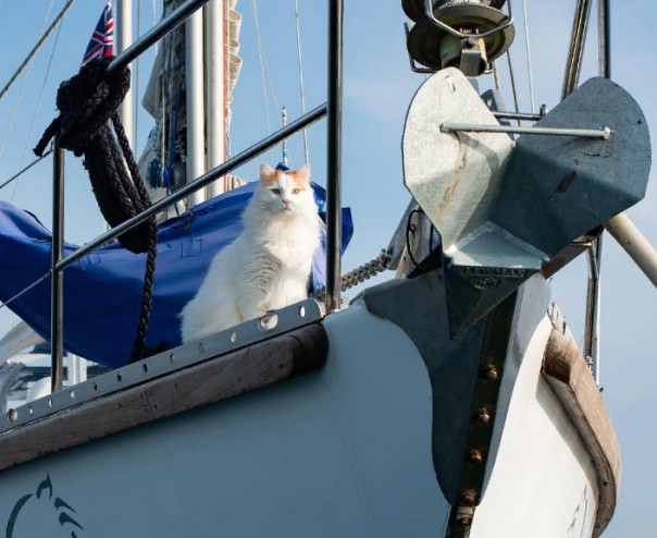 Жизнь под парусом: кот по кличке Солти путешествующий на яхте