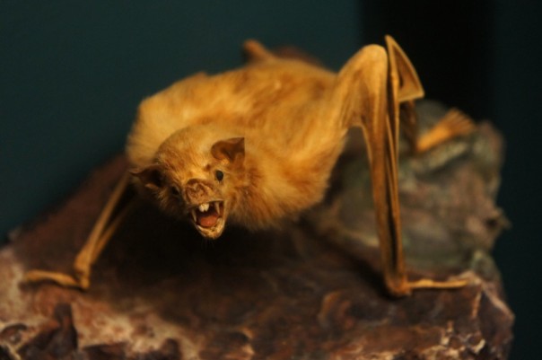 «Между нами, девочками». Kак летучие мыши делятся выпитой кровью