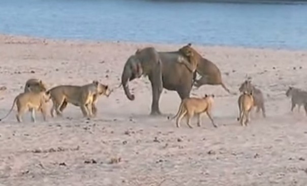 Молодой слон победил 14 голодных львиц