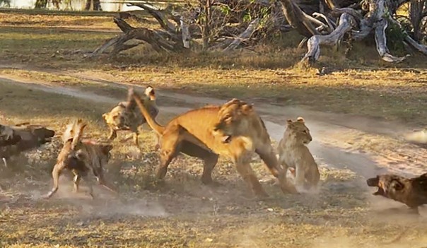 Львица спасает детеныша от стаи собак: видео