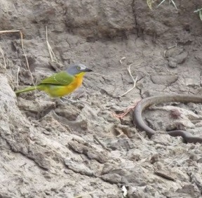 Сорокопут напал на живую змею: видео