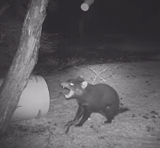 Любовь двух дьяволов: видео из Тасмании