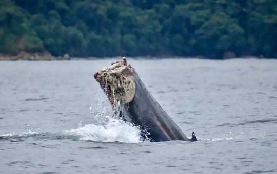 Очевидцы сняли на видео детеныша кита с ужасающей раной хвоста