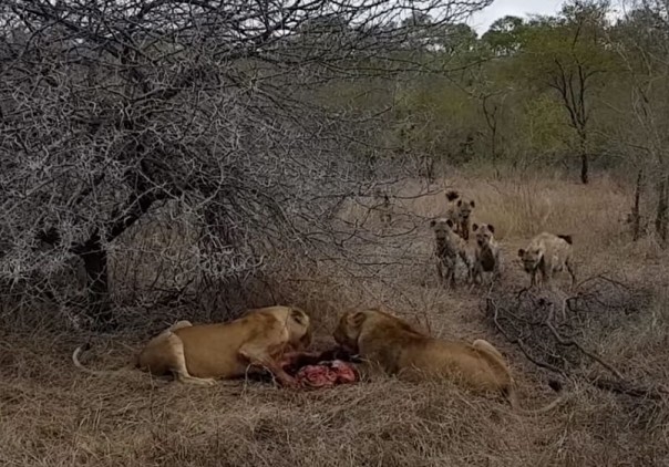 Гиены отбирают добычу у львиц: видео
