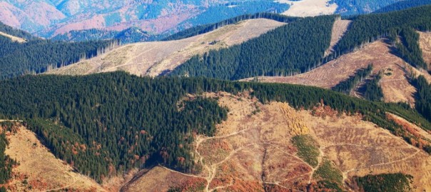 Украина запускает очередную мощную инновационную мегапрограмму. На этот раз - в лесной отрасли