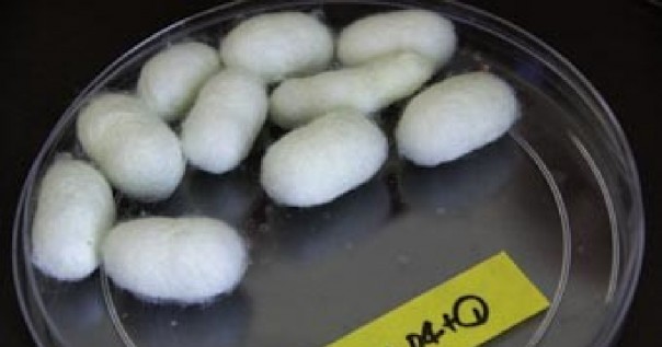 Для чего в американской армии используют генно-модифицированных шелкопрядов?