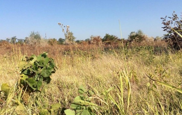 В Одесской области сожгли виноградники бизнесмена из Франции
