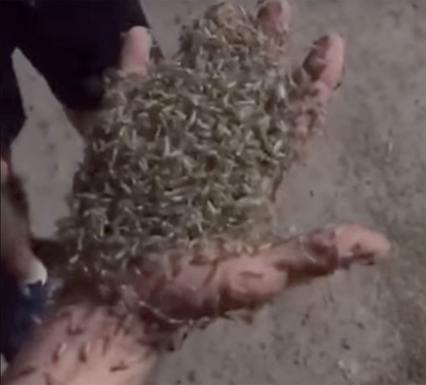 Комариное нашествие в Таганроге: видео