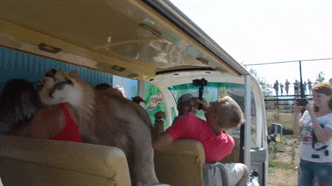 В Крыму лев запрыгнул к туристам в открытую машину и начал требовать ласки