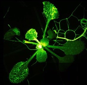 Биологи обнаружили у растений подобие нервной системы