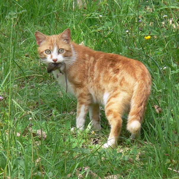 Новая Зеландия избавляется от кошек