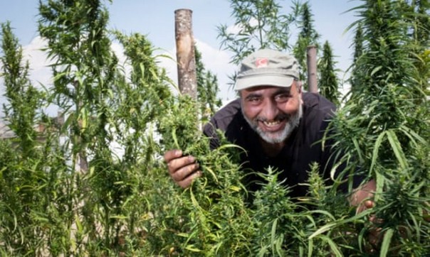 "Это спасло наш бизнес!" - итальянские фермеры выращивают коноплю