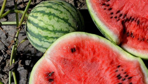 "Крупнейший в мире украинский арбуз" вырос в США