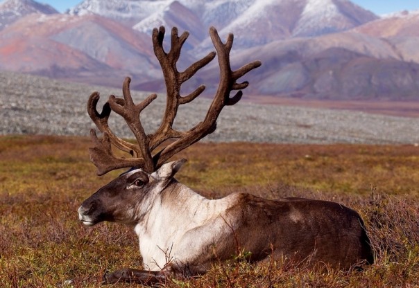 Странники севера