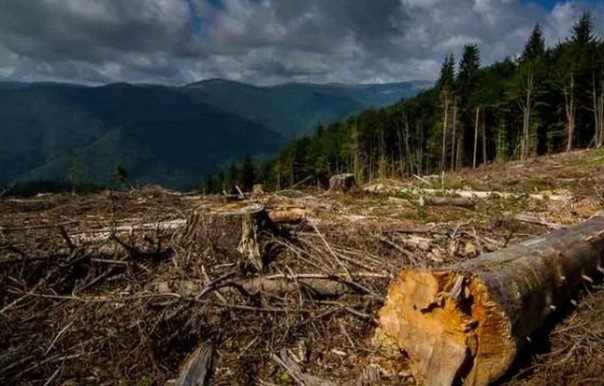 На Украине отменен мораторий на вывоз леса в ЕС