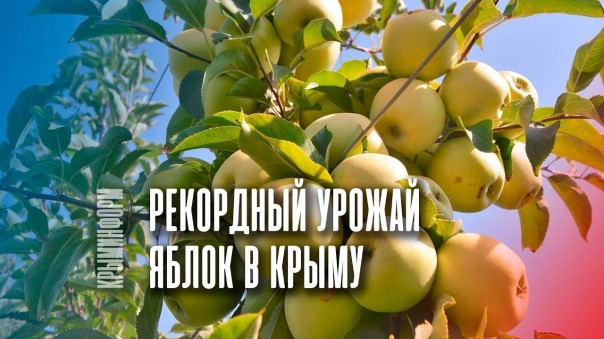Аграрная зрада. Урожай яблок в Крыму может превысить прошлогодний показатель в 2,5 раза