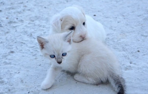 В США ввели запрет на употребление мяса собак и котов