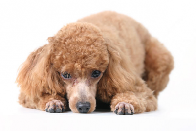 Теперь мы будем жить у тебя!