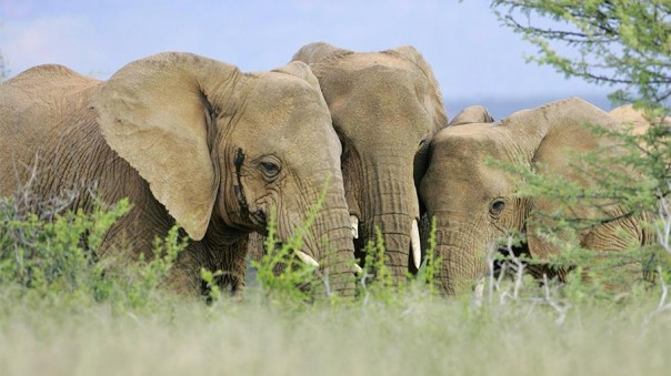 Сотни слонов пришли проститься со своим погибшим вожаком