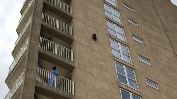 "Настоящий ниндзя": полет енота с девятого этажа поразил пользователей Сети