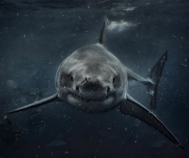 Фото из жуткой коллекции: Дайверы случайно сняли акулу-сатану
