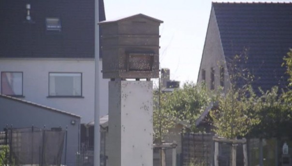 Жители бельгийского города Зедельгем против нового памятника легионерам СС