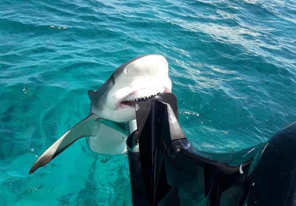 Акула вцепилась в лодку ловца барракуд: видео