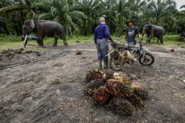 А.В.Росич. О пальмовом масле и не только