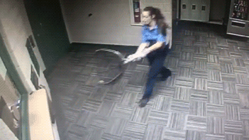 Русский шпион. Английские полицейские устроили спецоперацию, чтобы поймать енота — видео