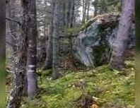 В Канаде сняли на видео "дышащий" лес