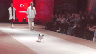 Модель Кошкина. В Стамбуле бездомная кошка залезла на подиум и показала мастер-класс дефиле