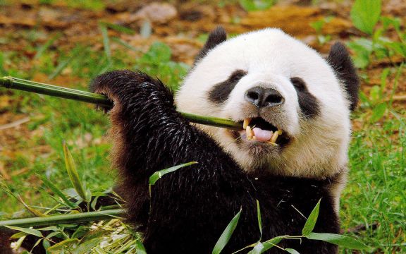 В Китае запретили фотографироваться с пандами и кормить их