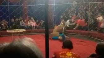 Запашный назвал виновных в нападении львицы на ребенка во время представления на Кубани