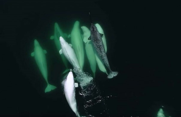 Белухи приняли в стаю нарвала: видео