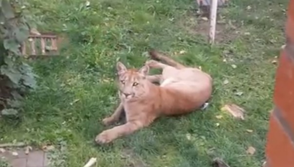 В Подмосковье поймали пуму, гулявшую по дачам и напавшую на собаку. Видео