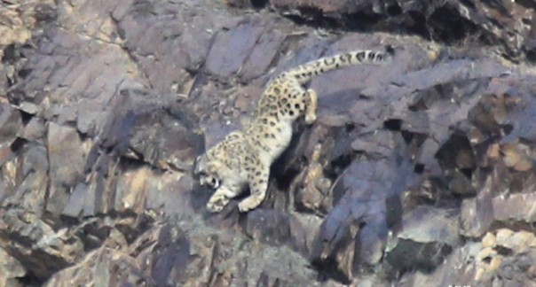 Снежный барс поймал барана в прыжке со стометровой высоты