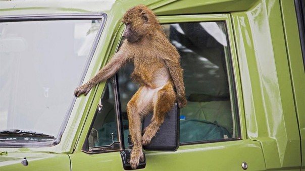 Индиец пустил за руль автобуса обезьяну и лишился работы