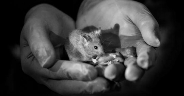 Отец не нужен: ученые "создали" мышат от двух матерей
